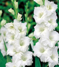 Gladiola Snowy Ruffle - Gladiolus - predaj cibuľovín - 3 ks