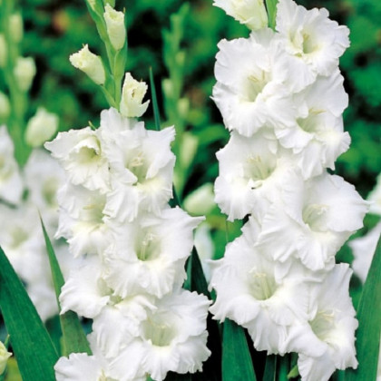 Gladiola Snowy Ruffle - Gladiolus - predaj cibuľovín - 3 ks