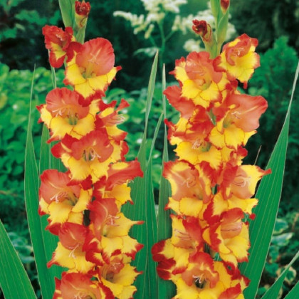 Gladiola Princess Margaret Rose - Gladiolus - predaj cibuľovín - 3 ks