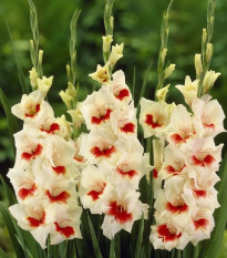 Gladiola Ajax - Gladiolus - predaj cibuľovín - 3 ks