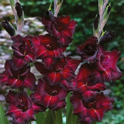 Gladiola Black Surprise - Gladiolus - predaj cibuľovín - 3 ks