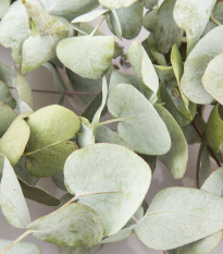 Eukalyptus Silver dollar - Blahovičník - Eucalyptus cinerea - predaj semien - 7 ks