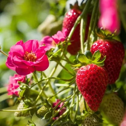 Jahodník Summer Breeze Cherry F1 - Fragaria - predaj semien - 10 ks