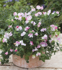 Hrachor vonný zakrpatený Cupid Pink - Lathyrus odoratus - predaj semien - 12 ks