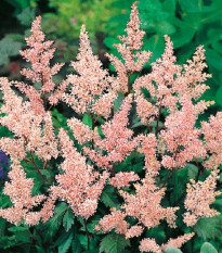 Astilba Peach Blossom - Astilbe japonica - predaj cibuľovín - 1 ks