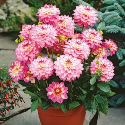 Georgína Melody Dixie - Dahlia - predaj cibuľovín - 1 ks