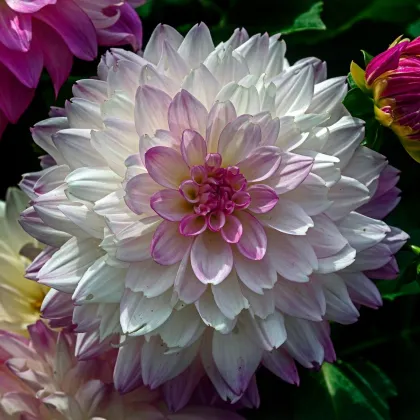 Georgína Melody Dixie - Dahlia - predaj cibuľovín - 1 ks