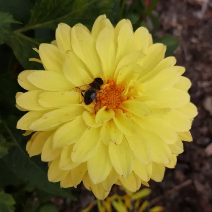 Georgína Melody Latin - Dahlia - predaj cibuľovín - 1 ks