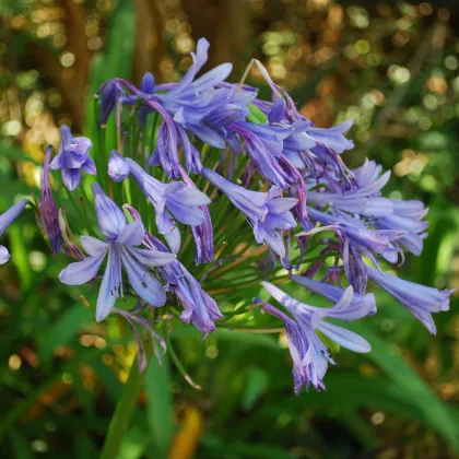 Kalokvet modrý - Agapanthus praecox - semiačka - 8 ks