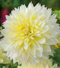 Georgína Canary Fubuki - Dahlia - predaj cibuľovín - 1 ks