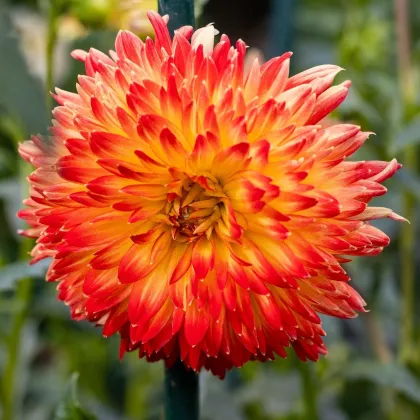 Georgína Procyon - Dahlia - predaj cibuľovín - 1 ks