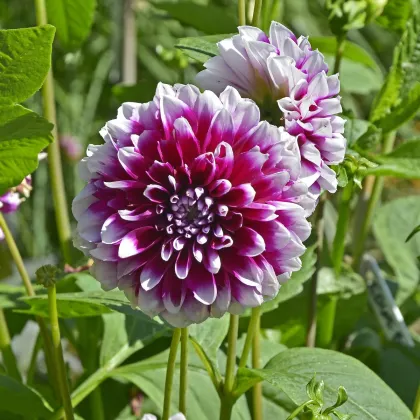 Georgína Edinburgh - Dahlia - predaj cibuľovín - 1 ks