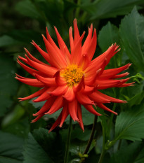 Georgína Bora Bora - Dahlia - predaj cibuľovín - 1 ks