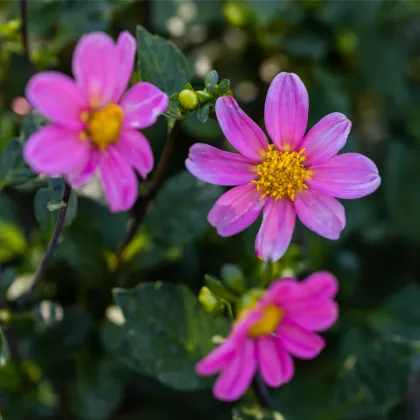 Georgína topmix ružová - Dahlia - predaj cibuľovín - 1 ks