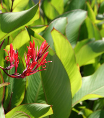 Kana indická - Canna indica -semiačka - 6 ks