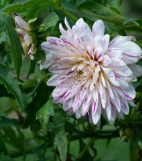 Georgína Smokey - Dahlia - predaj cibuľovín - 1 ks