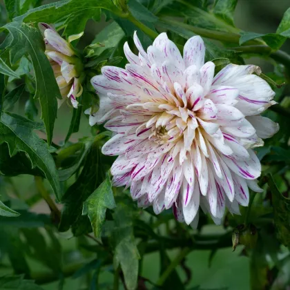 Georgína Smokey - Dahlia - predaj cibuľovín - 1 ks