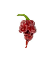 Chilli Carolina Reaper Chocolate - Capsicum chinense - predaj semien - 5 ks