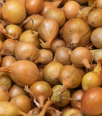 Cibuľa sadzačka žltá Hercules - Allium Cepa - predaj cibule - 500 g