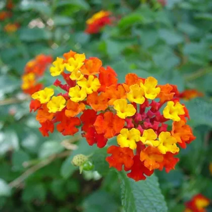 Lantana menlivá - Lantana camara - semiačka - 10 ks