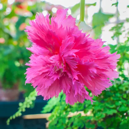 Begónia strapkatá ružová - Begonia fimbriata - predaj cibuľovín - 2 ks