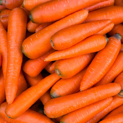 BIO Mrkva Robila - Daucus carota - predaj bio semien - 200 ks