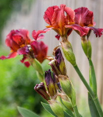 Kosatec Red Zinger - Iris germanica - predaj cibuľovín - 1 ks