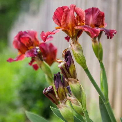 Kosatec nemecký Red Zinger - Iris germanica - predaj hľúz - 1 ks