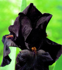 Kosatec Black Night - Iris germanica - predaj cibuľovín - 1 ks