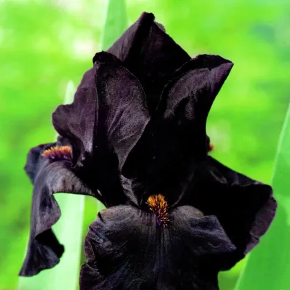 Kosatec nemecký Black Night - Iris germanica - predaj hľúz - 1 ks