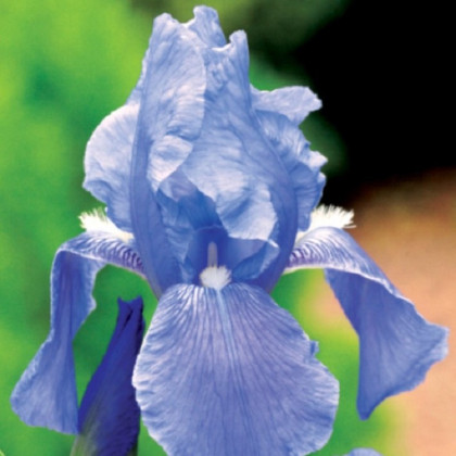 Kosatec modrý - Iris germanica - predaj cibuľovín - 1 ks