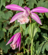 Plejonka - Pleione formosana - predaj cibuľovín - 1 ks