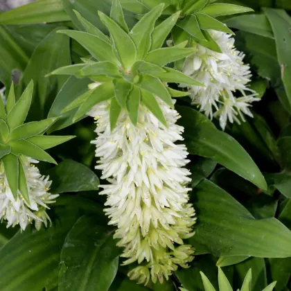 Chocholka Autumnalis - Eucomis - predaj cibuľovín - 1 ks