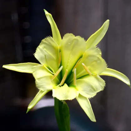 Peruánsky narcis Sulphur Queen - Ismena - predaj cibuľovín - 1 ks