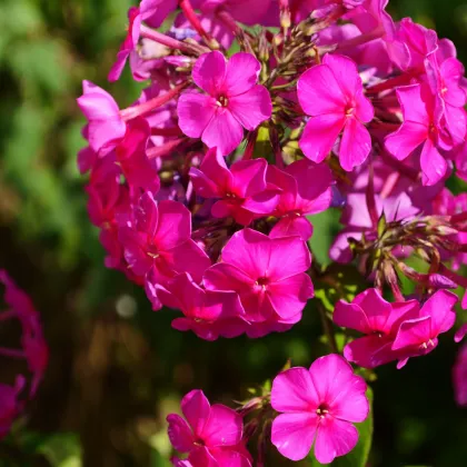 Plamienka ružová - Phlox - voľnokorenné sadenice plamienok - 1 ks