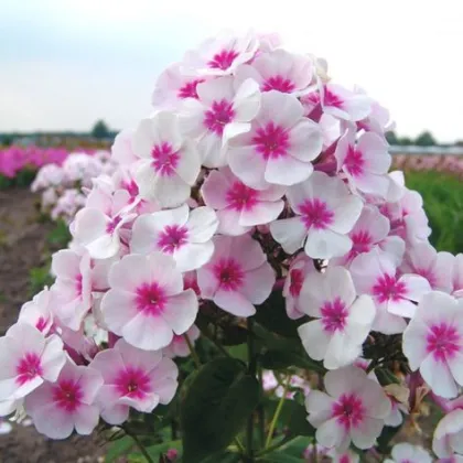 Plamienka Graf Zeppelin - Phlox - voľnokorenené sadenice plamienky - 1 ks