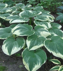 Funkia - Hosta Robert Frost - predaj cibuľovín - 1 ks