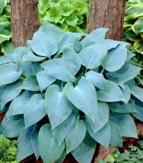 Funkia - Hosta Canadian Blue - predaj cibuľovín - 1 ks