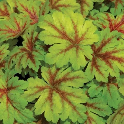 Heuchera Dales Strain - Heuchera - voľnokorenné sadenice plamienky - 1 ks