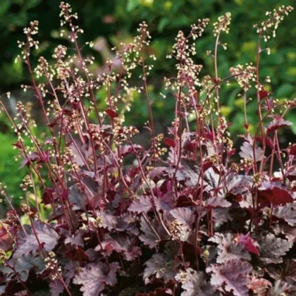 Heuchera Purple Palace - Heuchera - voľnokorenné sadenice heuchery - 1 ks