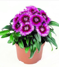 Klinček Chiba Purple Picotee F1 - Dianthus - predaj semien - 18 ks