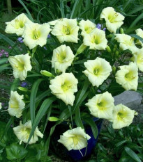 Ľaliovka Longsfield Pearl - Hemerocallis - predaj cibuľovín - 1 ks