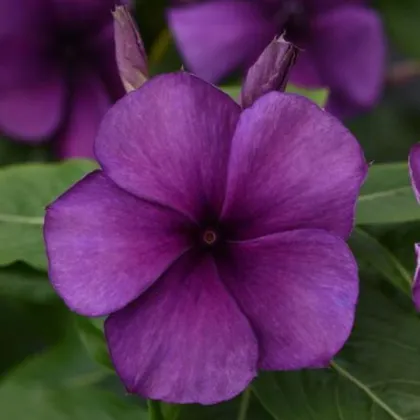 Farbienok Tatoo Blueberry - Catharanthus - predaj semien - 20 ks