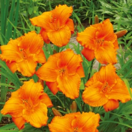 Ľaliovka Tiger Blood - Hemerocallis - predaj cibuľovín - 1 ks