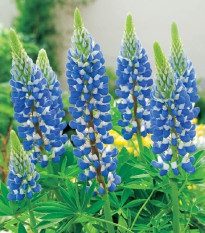 Lupina modrá - Lupinus - voľnokorenné sadenice plamienky - 1 ks