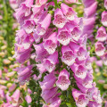 Náprstník vlnatý - Digitalis lanata - semiačka - 5 ks