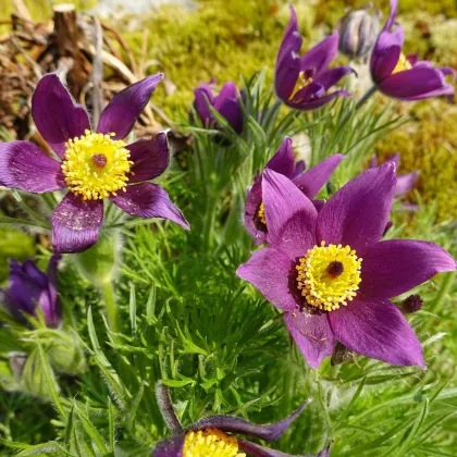 Poniklec modrý - Pulsatilla - voľnokorenené sadenice poniklecov - 1 ks