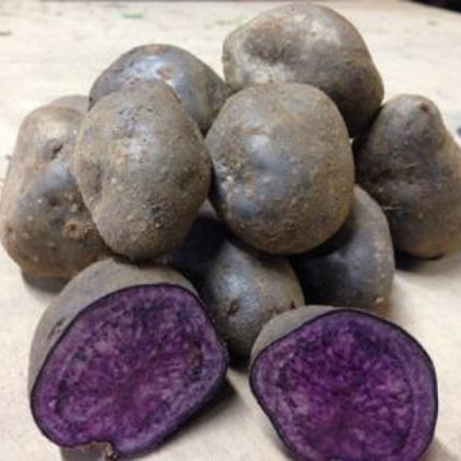Sadbové zemiaky Blue Congo - Solanum tuberosum - predaj sadiva - 5 ks