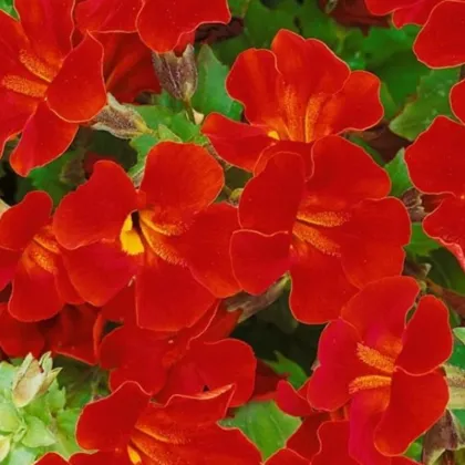 Čarodejka Magic Red - Mimulus hybridus - predaj semien - 30 ks