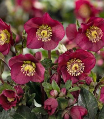 Čemerica purpurová - Helleborus purpurascens - voľnokorenné sadenice čemeríc - 1 ks